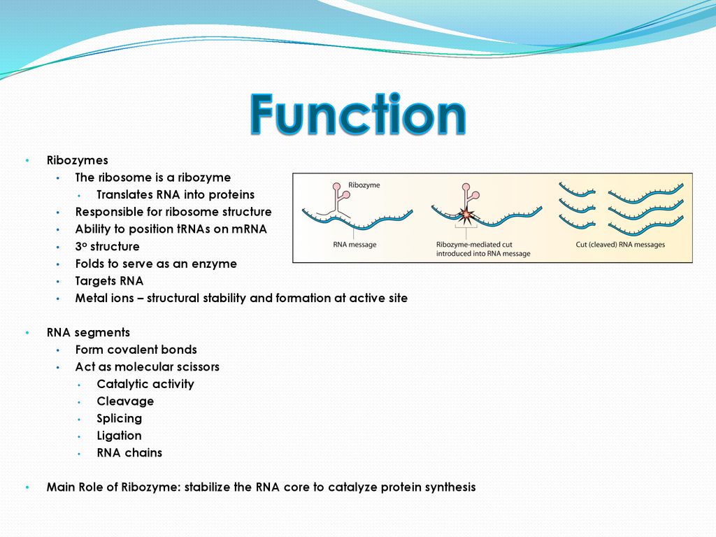 Ribozymes RNA Enzymes ppt download
